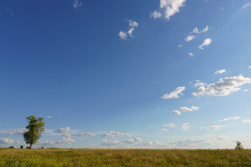 Fototapeta premium Lonely tree on a meadow. Summer landscape under blue sky. Environmental, green, ecology concept