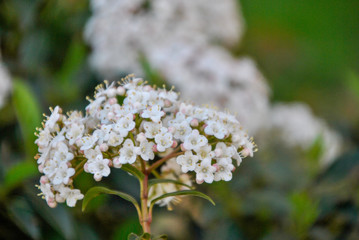 small white flowers in bouquet