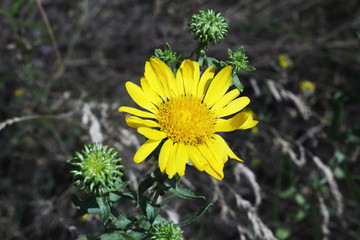 Yellow wild flower rear background texture