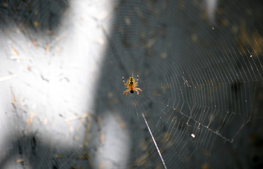 Spider sits on the web