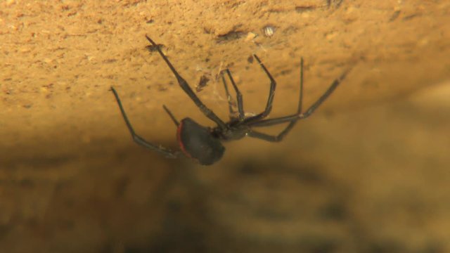 Redback spider walking slowly across sand, turning to display the signature red strip across its back