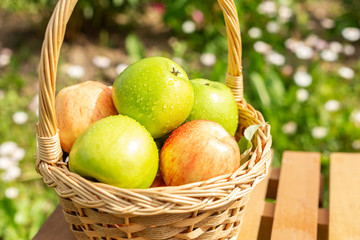 Green and red apple in wicker basket on wooden table Green grass in the garden Harvest time Organic food Rustic style