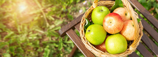 Green and red apples in wicker basket on wooden table Green grass in the garden Harvest time Organic food Horizontal banner