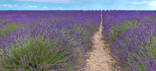 Fototapeta na wymiar French landscape - Valensole. View over the fields of lavender in the Provence (France).
