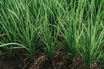 young rice in a green field close up