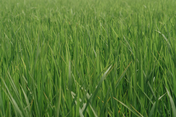 young rice in a green field close up