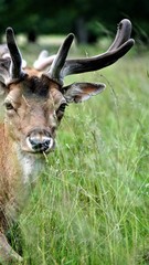 Naklejka premium Deer