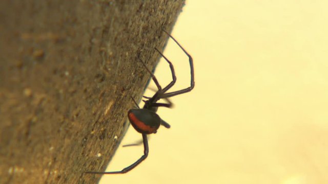 Close up of an Australian redback spider scurrying across sand