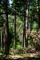 Fototapeta premium trees in national park Utrechtse Heuvelrug. Woods in Doorn. The Netherlands