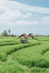 Fototapeta na wymiar rice fields in bali indonesia vertical photo