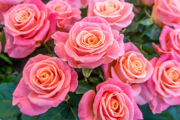 Beautiful, fresh roses, pink color.
