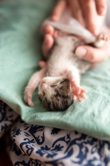 Woman massaging baby cat's belly