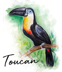 Toucan bird water color art illustration