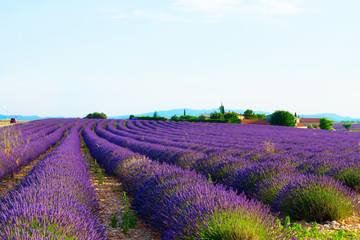 Fototapeta na wymiar Lavender blooming field