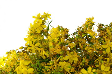 Common St. Johnswort flower ( tutsan ) isolated on white background. Kantarion.