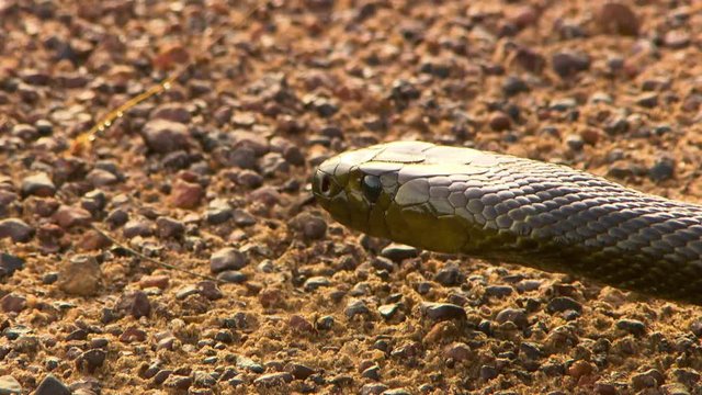 The head of a deadly inland taipan snake