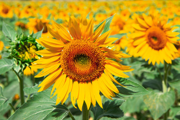 Field of sunflowers