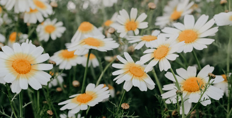 closeup of daisies in a field, vintage background
