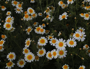 daisies from above, for background or design