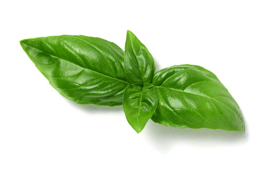 fresh basil leaves