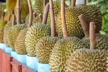 Organic durian, Thai fruit, fragrant, sold in the farmer's garden