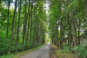 Asphalt road surrounded by green trees goes into the distance