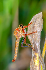 Macro shot of a robber fly 