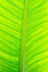 fresh green leaf texture natural abstract background close up with copy space