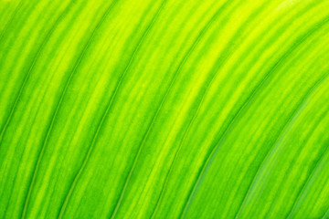 Fototapeta premium fresh green leaf texture natural abstract background close up with copy space