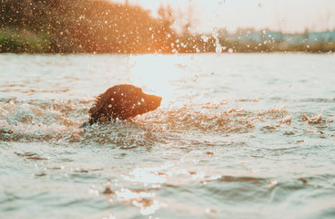  small dog floating on the river with a stick in his mouth at sunset