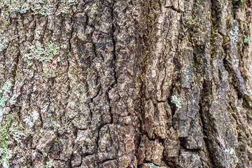 Old tree bark texture background