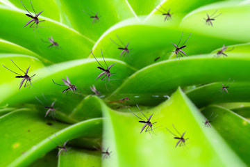 Many mosquitoes fly over stagnant water in leaf plant in the garden