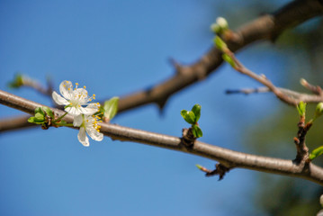 small white  flowers on a tree