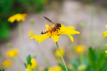 Honey bee pollinate yellow flowers