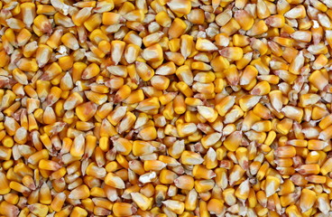dried corn seeds isolated on white background