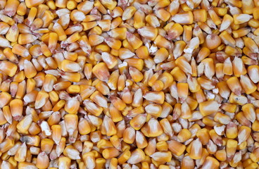 dried corn seeds isolated on white background