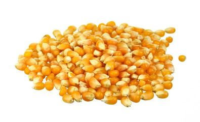 Yellow grain corn isolated on white background, for popcorn