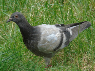 pigeon on green grass