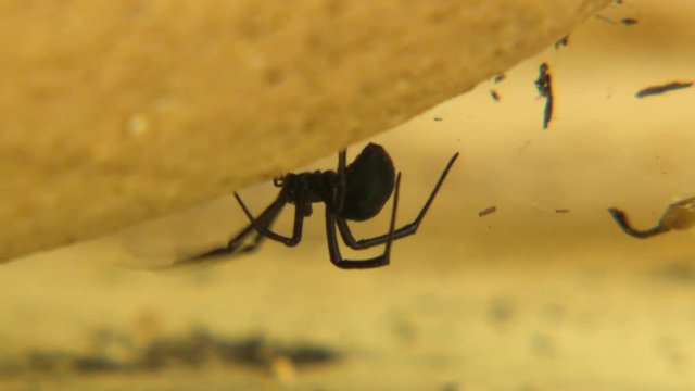 Macro side view of a redback spider walking beside its ragged web