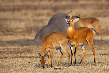 Fototapeta premium The breeding season with the kob (Kobus kob) on the plains with flehmen response also called the flehmen position