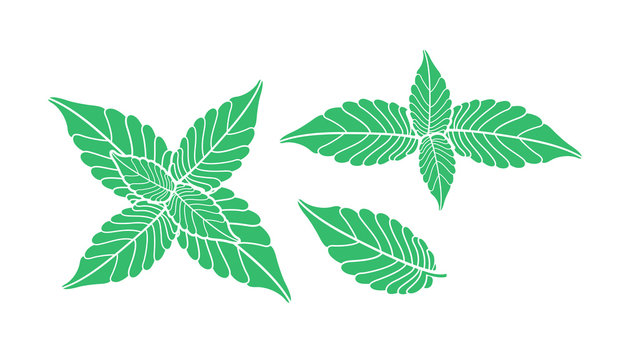 green leaves on white background clip art preview