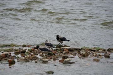 Drei Nebelkrähen auf Steinen in der Weichsel (Warschau)
