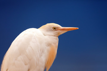 The cattle egret (Bubulcus ibis) portrait with blue background.