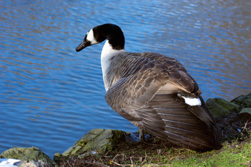 Fototapeta premium Bird 277