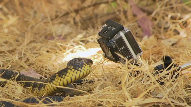 A tiger snake defending itself by biting at a gopro that is being used to get a macro shot of it lying in hay