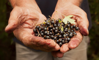 Hands holding fresh wild purple berries with leaves.