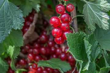 red currant on a bush, healthy concept, farming and gardening