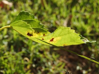 Close-up of a large green leaf, slightly burned, lit by the sun. In the unfocused background, green vegetation.