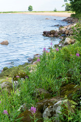 pink flowers with green grass and stones on the Gulf of Finland, North sea
