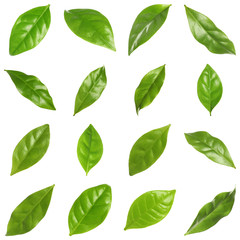 Set of fresh green coffee leaves on white background